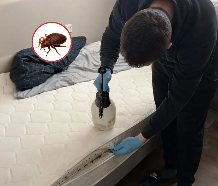 Technicien traitant un matelas contre les punaises de lit à Sourdun